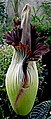 Amorphophallus titanum