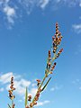 Inflorescence (individual with predominantly male flowers)