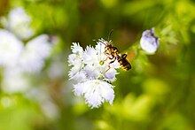 Nomada sp. (41781991531).jpg