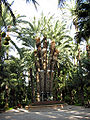 Palmera Imperial, Elche (Spain)