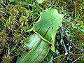 Pinhook Bog, Indiana