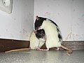 Deutsch: Bei den Spotting-lethal Ratten sind die Flecken etwa so verteilt, wie bei diesen Tieren, nur daß der Schwanz teilweise schwarz ist. English: heterocygous Rats with the spotting-lethal mutation of endothelin-B receptor gene look similar but the tail is black