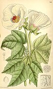 Hibiscus indicus