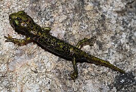 Speleomantes imperialis (Smelling Sardinian Cave Salamander), Juvenile