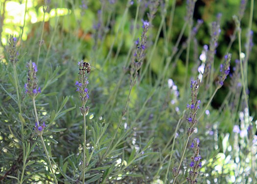 Bee on lavender