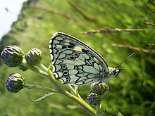 Melanargia galathea 0001.jpg