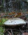 Pilkšvažalė ūmėdė Russula aeruginea