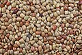 * Nomination Horse Gram Beans --Sanjay ach 4:34, 7 March 2007 (UTC) * Promotion Good quality, it can be QI. --Lestat 23:05, 8 March 2007 (UTC)