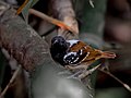 (Myrmeciza hemimelaena, cat.)