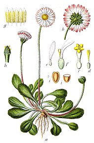 Bellis perennis vol. 13 - plate 09 in: Jacob Sturm: Deutschlands Flora in Abbildungen (1796)