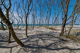 Strand im Nationalpark Boddenlandschaft