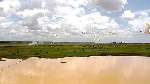 Espèce héron gardes-boeuf en pleine au dessus de la Mare de Albarkaizé, Site Ramsar de Gaya en Republique du Niger. Photograph: Amir Ismaël