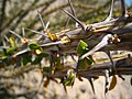 Anza-Borrego Desert State Park