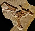 Pterodactylus sp 374.jpg