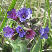 Pulmonaria australis