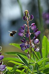 Lupinus angustifolius (Blue Lupin)