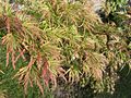 Acer palmatum 'Seiryu' on the polish autumn