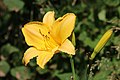 * Nomination Daylily (Hemerocallis sp.), cultivar -- George Chernilevsky 04:04, 16 August 2022 (UTC) * Promotion  Support Good quality.--Agnes Monkelbaan 04:31, 16 August 2022 (UTC)