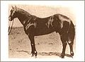 English: Joe Hancock AQHA P-455