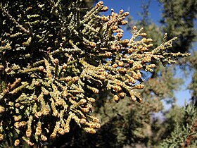 Lava Beds National Monument