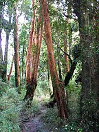 Valdivian temperate rainforest, Chile