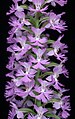 Platanthera psycodes