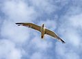 Image 23Seagull in flight