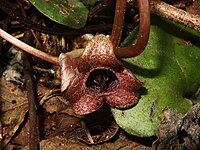 Asarum fauriei