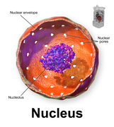 Blausen 0212 CellNucleus.png