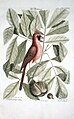 Coccothraustes rubra (now Cardinalis cardinalis) and Nux juglans alba (now Carya sp.)