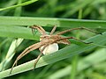 female with egg sac