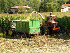 Corn harvest