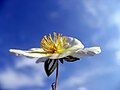 Helianthemum apenninum