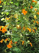 Thunbergia gregorii