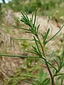 young plant with long leaves