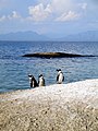 African Penguins at Boulders