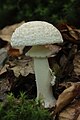 Amanita rubescens f. alba Coker