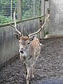 Le jardin du Moulin Neuf : cerf 1.