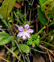 Cuphea ciliata.jpg