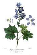 Delphinium cashmerianum