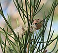 Hakea drupacea