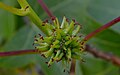 * Nomination Liquidambar in Ain--Agamitsudo 20:47, 16 May 2014 (UTC) * Decline  Oppose Sorry, Blurry --Rjcastillo 20:56, 16 May 2014 (UTC)