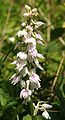 Orchis mascula inflorescence „semialba“