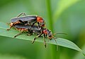 Paprastieji minkštavabaliai Cantharis fusca