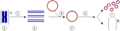 Cloning a gene using a plasmid.