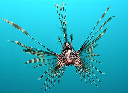 Pterois volitans (Red Lionfish)