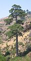 Pinus nigra subsp. salzmannii var. salzmannii, Spain