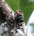 Harmonia axyridis larva eating Eriosoma lanigerum