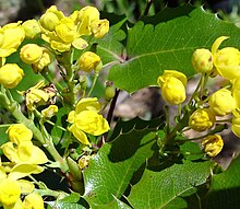 Mahonia aquifolium3.jpg