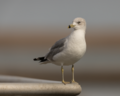 * Nomination A ring-billed gull looking at the Forsythe NWR about to ignore the "no fishing" sign. --Needsmoreritalin 04:29, 28 July 2024 (UTC) * Promotion  Support Good quality.--Tournasol7 04:46, 28 July 2024 (UTC)